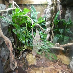 Pit Viper Enclosure in Islands