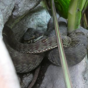 Beautiful Pit Viper