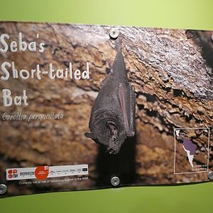 Example of new signage in Fruit Bat Forest