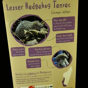 Tenerec signage in Fruit Bat Forest