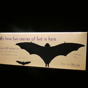 Signage in Fruit Bat Forest