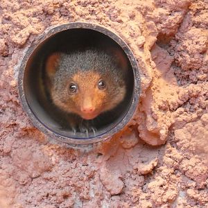 Dwarf Mongoose