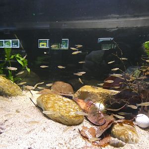 Bermuda Killifish Enclosure (note golf club and golf balls)