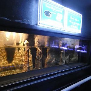 Omani Cave Fish enclosure