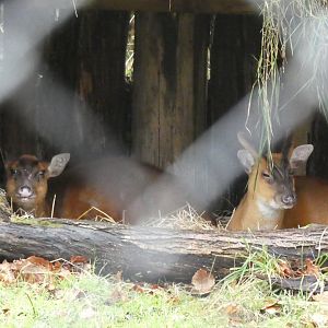 Indian Muntjac Pair