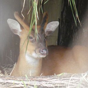 Indian Muntjac male
