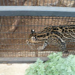 Ocelot