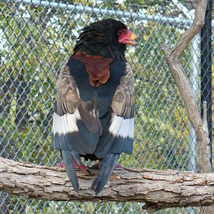 Bateleur