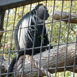 Angola colobus
