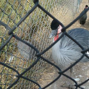 Cranes & Guineafowl
