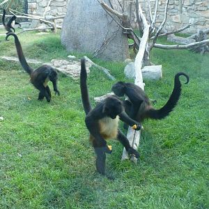 Spider monkeys