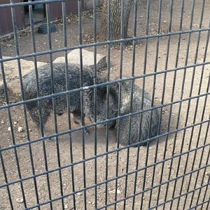 Peccaries