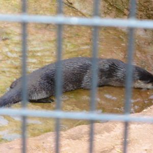 Otter