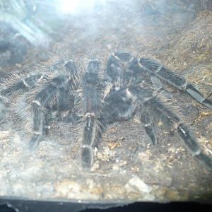 Arachnid in a Reptile House