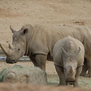White Rhinos In African Plains