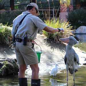 Shoebill Feeding at Mombasa Lagoon