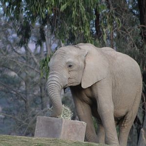 African Elephant with Enrichment Box