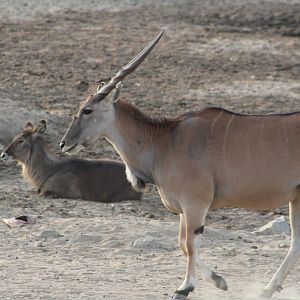 Giant Eland and Waterbuck