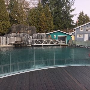 Steller Sea Lion Exhibit - New in 2017 (old Beluga Whale tank)