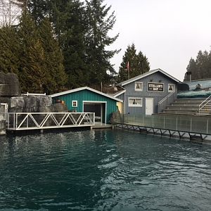Steller Sea Lion Exhibit - New in 2017 (old Beluga Whale tank)