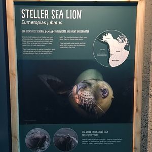 Steller Sea Lion Sign (4-Feet High) - New in 2017