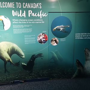 Steller Sea Lion Sign (10-Feet High) - New in 2017