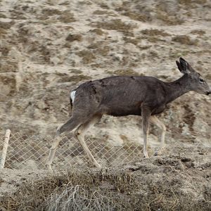 Wild Mule Deer (These guys are everywhere!)