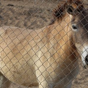 Monglion Wild Horse - Asian Savannah