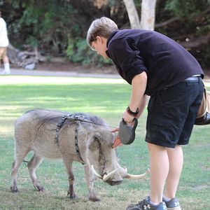 Warthog on a Leash