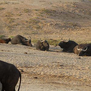 The Cape Buffalo Herd