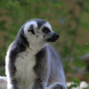 Ring-tailed Lemur