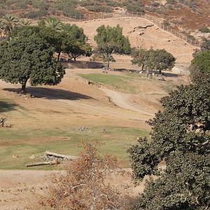Asian Savannah Field Exhibit