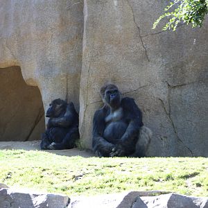 Gorillas at rest
