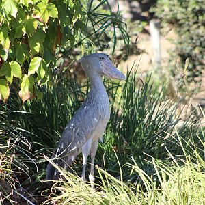 Shoebill in the Shade