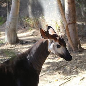 Okapi