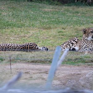 Cheetah Brothers at Rest