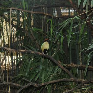 Noisy Pitta (Pitta versicolor)