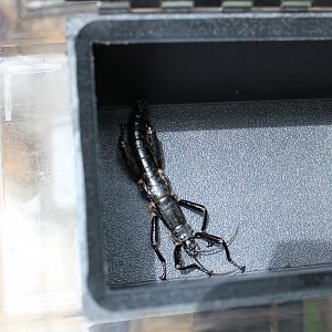 Lord Howe Island Stick Insect (Dryococelus australis)