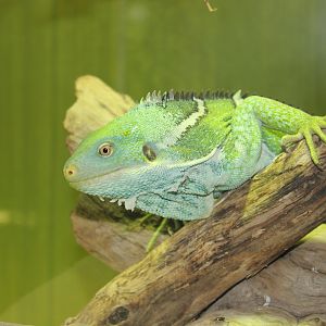 Fijian Crested Iguana (Brachylophus vitiensis)