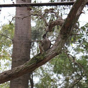 Little Friarbird (Philemon citreogularis)