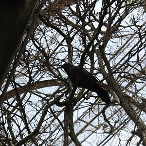Apostlebird (Struthidea cinerea)