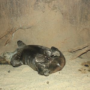 Southern Hairy-nosed Wombat (Lasiorhinus latifrons)