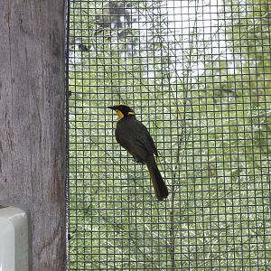 Yellow-tufted Honeyeater (Lichenostomus melanops)