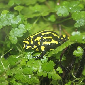Southern Corroboree Frog (Pseudophryne corroboree)