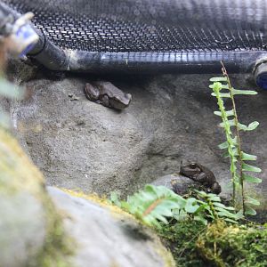 Spotted Tree Frog (Litoria spenceri)