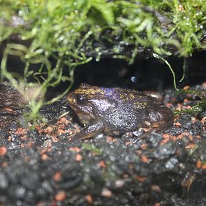 Baw Baw Frog (Philoria frosti)