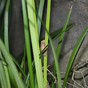 Eastern Dwarf Tree Frog (Litoria fallax)