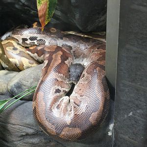 Malayan Blood Python (Python brongersmai)