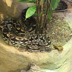 Madagascar Ground Boa (Acrantophis dumerili)