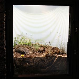 Striped Legless Lizard enclosure